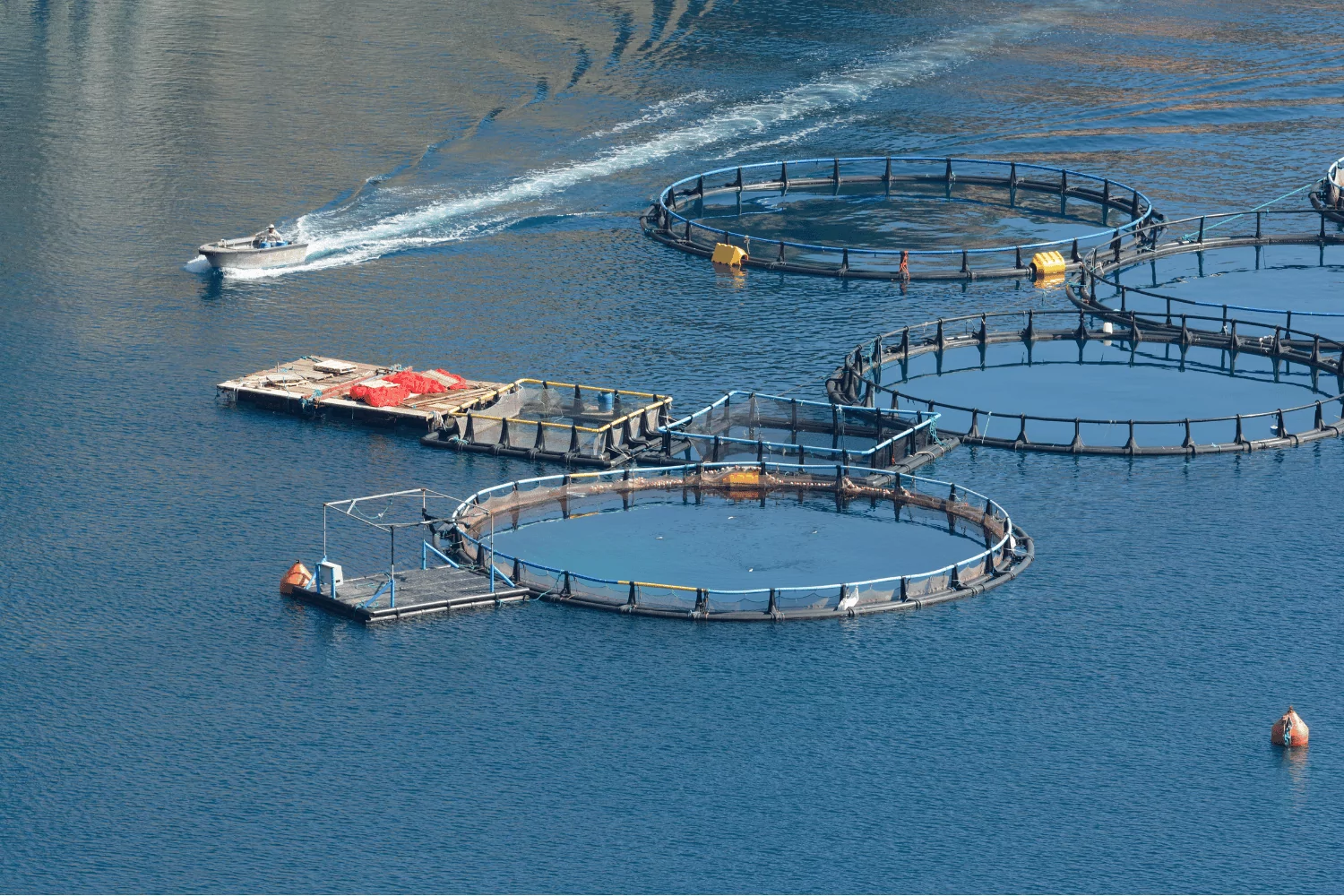 One of the central challenges revolves around integrating AI with diverse and often complex aquaculture systems