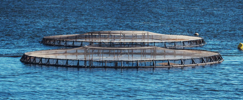 The use of artificial intelligence AI in aquaculture significantly improves the monitoring and analysis of fish behaviour, which allows for the optimization of breeding conditions and increased production efficiency.